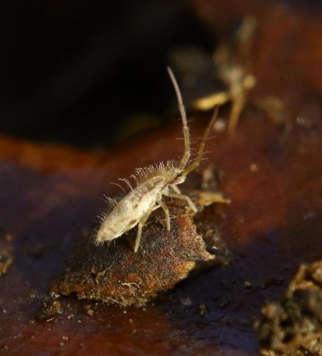 Entomobrya muscorum
